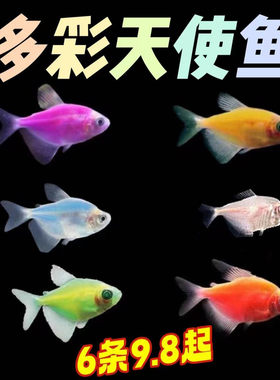 糖果天使鱼不含白色包邮不掉色