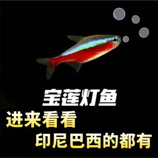 热带鱼宝莲灯鱼灯科鱼草缸鱼巴西宝莲灯鱼f1红绿灯造景鱼小型鱼