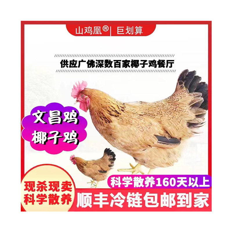 正宗海南椰子文昌鸡火锅农家散养