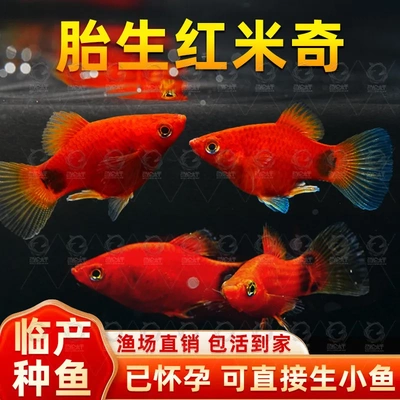米奇胎生鱼直接生小鱼新手红色小鱼皮球鱼玛丽球孔雀好养生崽狂魔