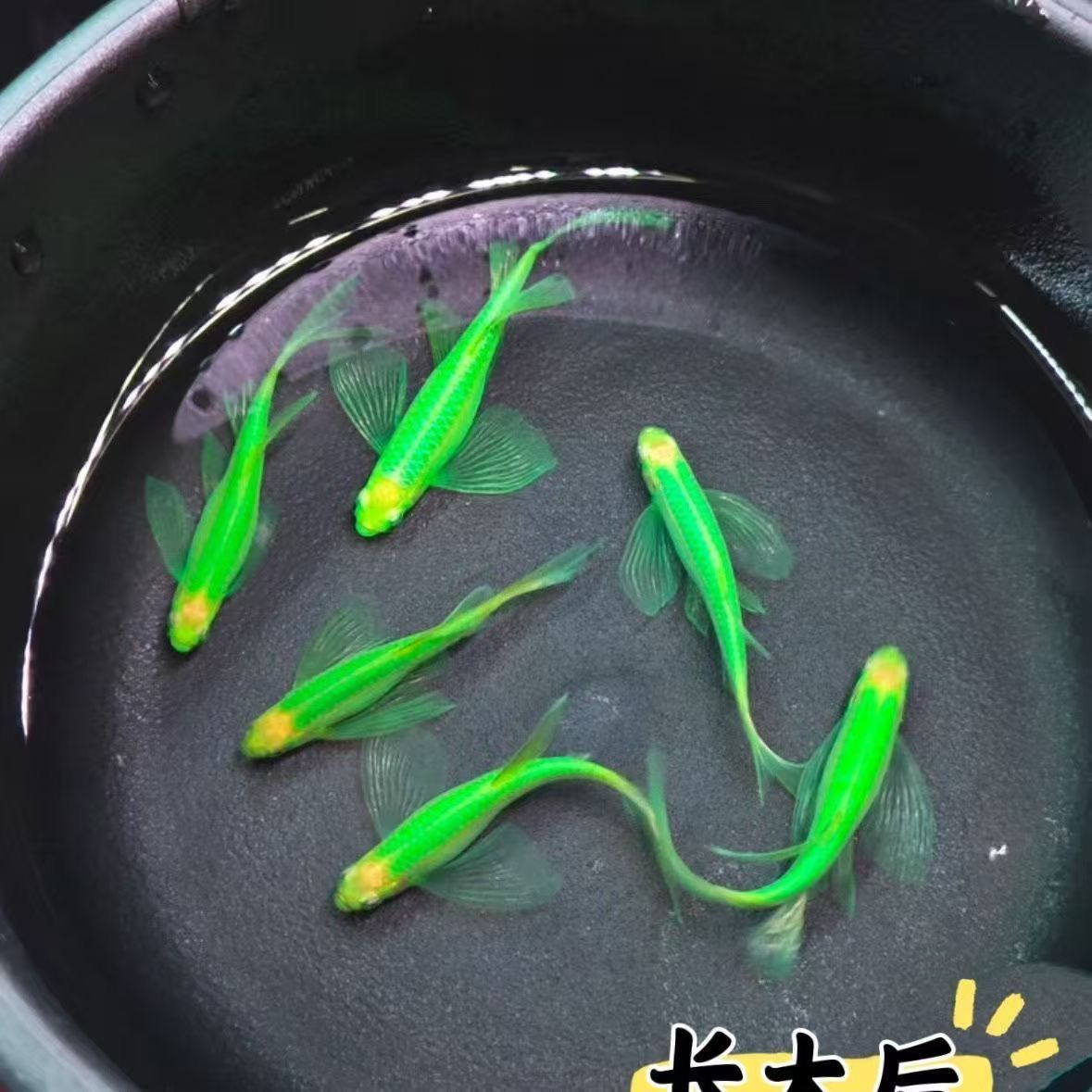 3-4厘米蝶翼斑马翡翠绿荧光绿龙凤纯绿观赏鱼热带小鱼耐活鱼缸养