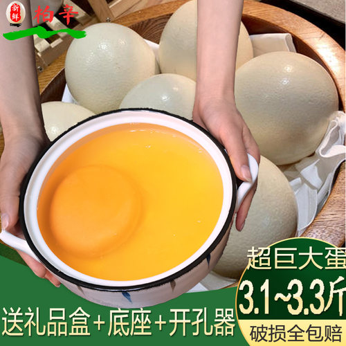 巨大100%新鲜鸵鸟蛋3.2斤左右