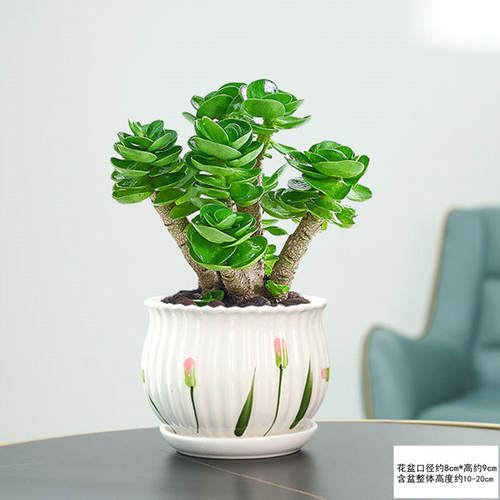 金钱木老桩多肉植物花卉盆栽室内招财盆景好养易活办公室桌面绿植