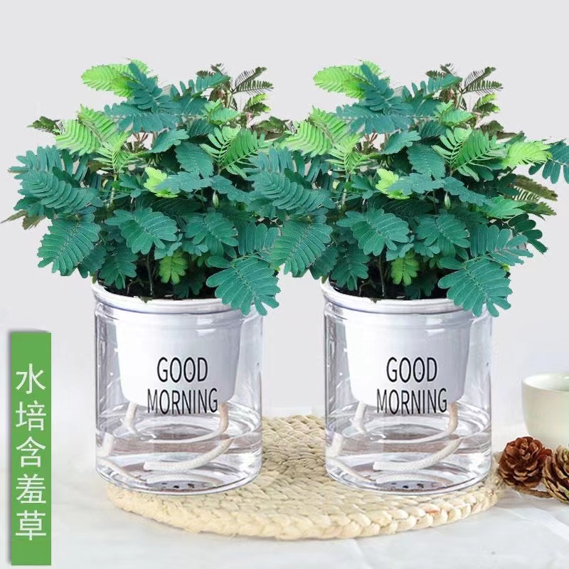 含羞草小盆栽室内阳台四季植物常青易种花卉怕羞草害羞草趣味植物