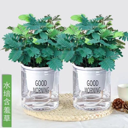 含羞草小盆栽室内阳台四季植物常青易种花卉怕羞草害羞草趣味植物