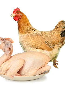 发2只温氏三黄鸡800g散养土鸡谷物喂养走地鸡慢养正宗农村土鸡