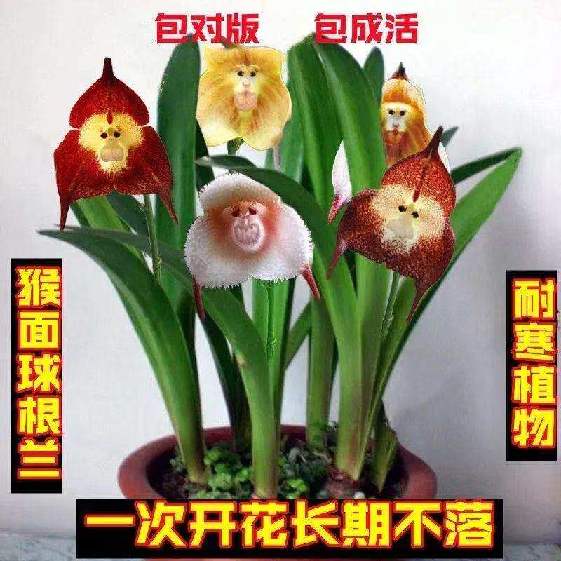 四季开花猴面小龙兰花苗耐寒盆栽花卉猴头兰花阳台水培水生水养植