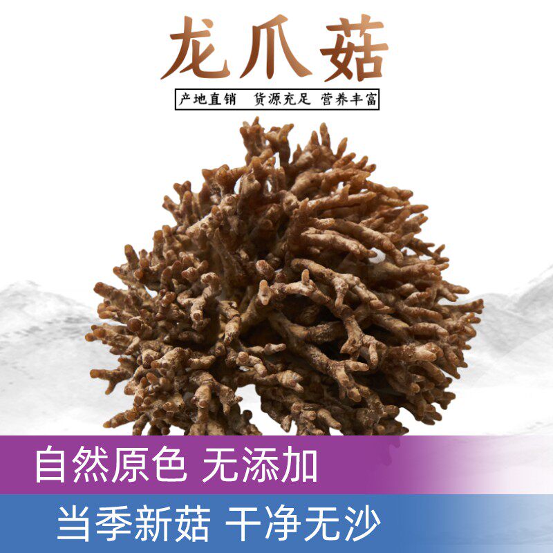 活菇林食用新鲜龙爪菇珊瑚菌鹿茸菌酒店餐饮火锅高端特色食材供应