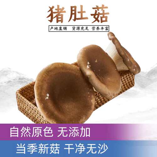 活菇林漏斗喇叭特菜供应猪肚菇