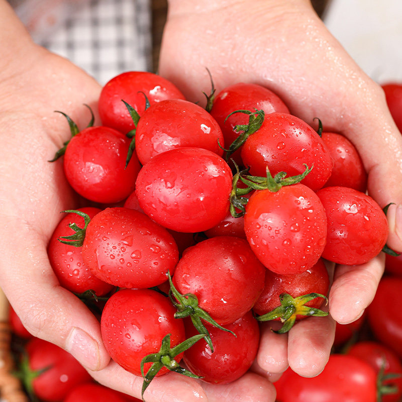 千禧小番茄圣女果山东新鲜樱桃小西红柿孕妇水果产地现摘现发包邮,水产肉类/新鲜蔬果/熟食,番茄,淘宝优惠券,粉丝福利购,淘宝优惠卷