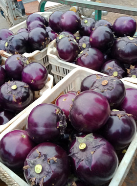 圆茄子新鲜紫茄子现摘北方茄子整箱时令蔬菜素菜不催熟鲜嫩包邮