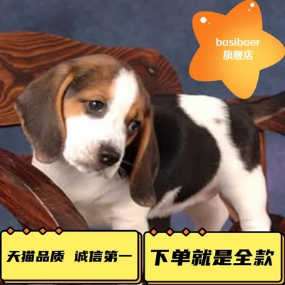 出售纯种比格犬Basibaer巴吉度