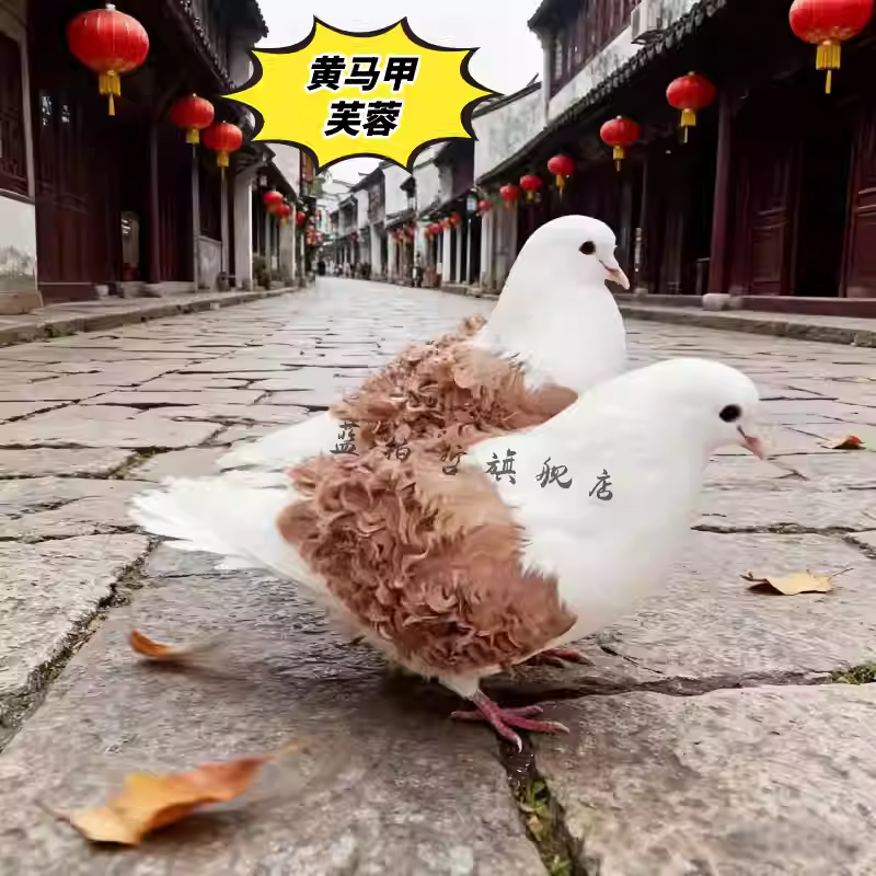 观赏鸽黄色马甲芙蓉种鸽活体一对青年卷毛鸽手养芙蓉宠物鸽,宠物/宠物食品及用品,鸟,淘宝优惠券,粉丝福利购,淘宝优惠卷
