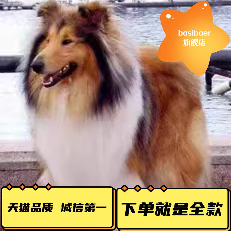 纯种苏格兰牧羊犬幼犬活体双喜血统赛季苏牧家养小型乐蒂宠物狗狗