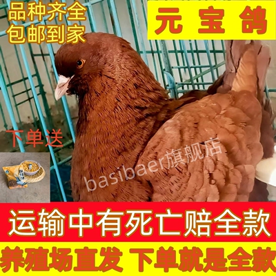 纯种大体元宝鸽鸽子活一对