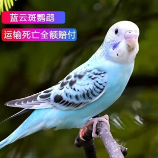 【包活保健康】虎皮鹦鹉活鸟活物家养宠物小鸟云斑鹦鹉中小型手养