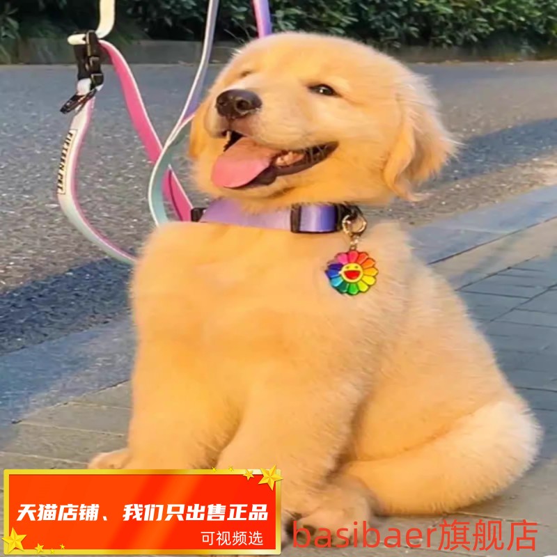 纯种金毛幼犬Basibaer大型犬金毛