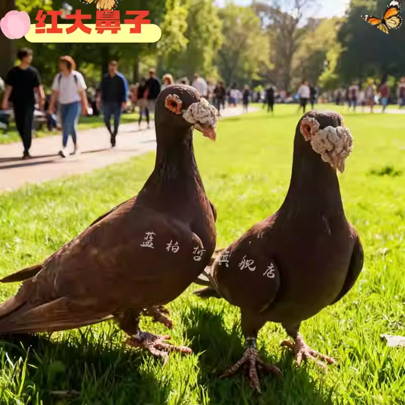 大鼻子观赏鸽种鸽纯红观赏大鼻子种鸽活物一对包邮包活,宠物/宠物食品及用品,鸟,淘宝优惠券,粉丝福利购,淘宝优惠卷