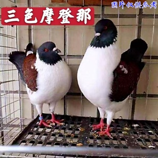 三色摩登那鸽子 观赏鸽种鸽摩登娜青年幼鸽活体肉鸽包活一对