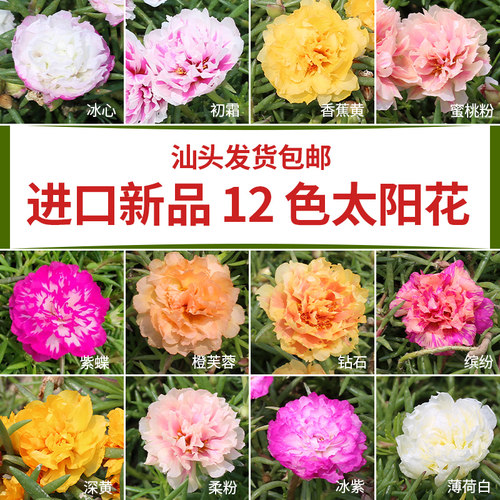 进口庭院盆栽春夏季宿根太阳花