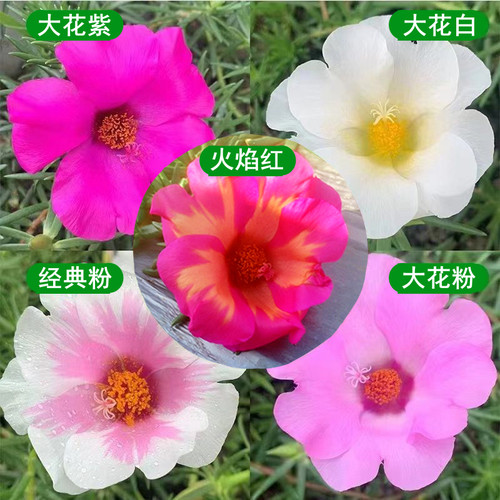 宿根针叶单瓣大太阳花多年生易活