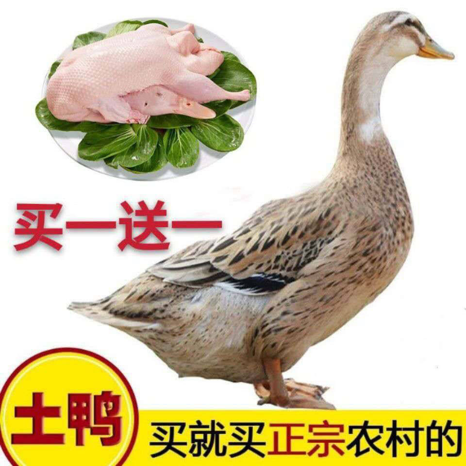 正宗农家散养鸭笨鸭土鸭新鲜鸭水养鸭麻鸭老鸭整鸭白条鸭鸭腿食品