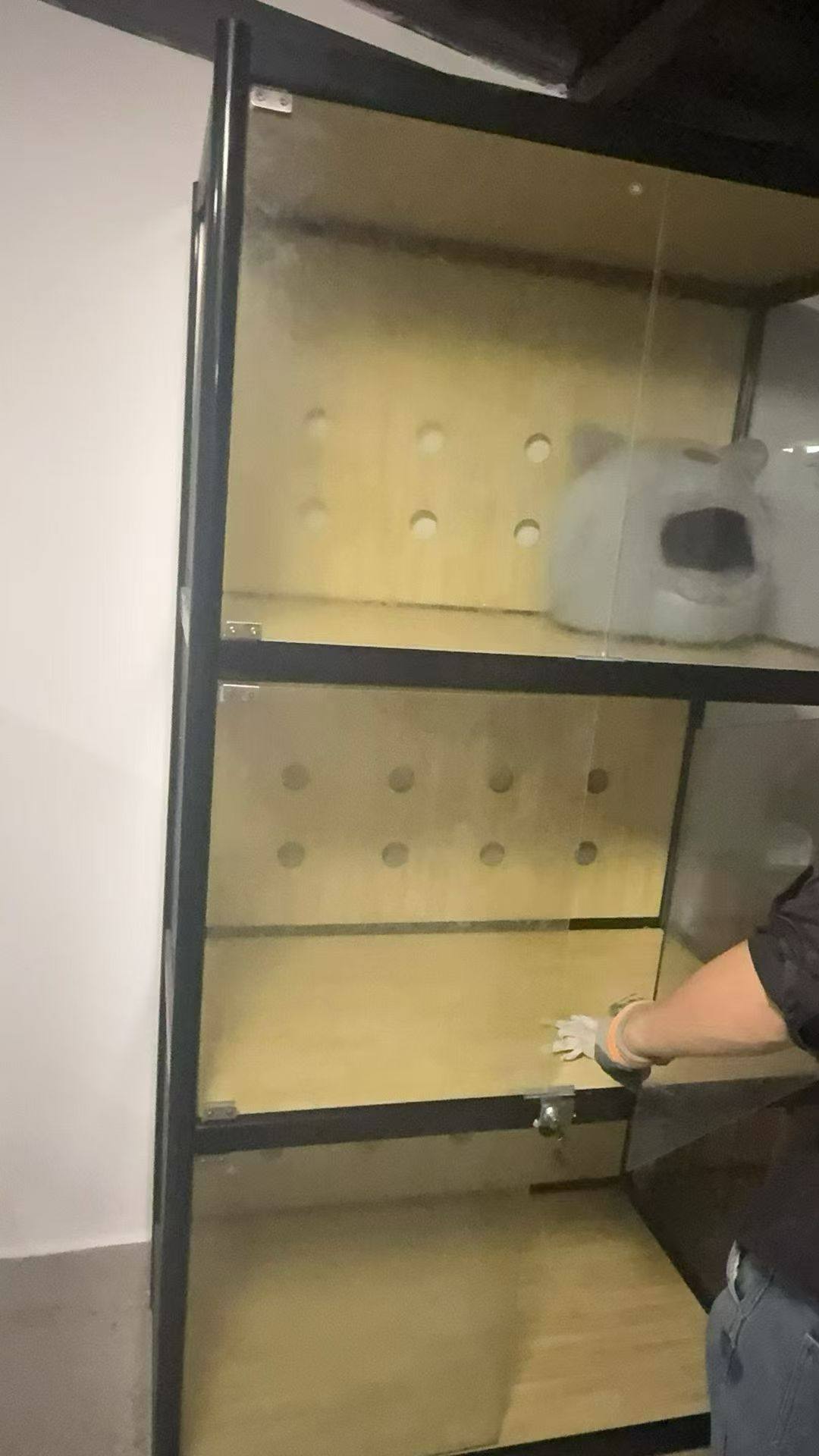 福建厦门同安的过年宠物寄养 20一天包月500,宠物/宠物食品及用品,猫笼子/猫别墅,淘宝优惠券,粉丝福利购,淘宝优惠卷