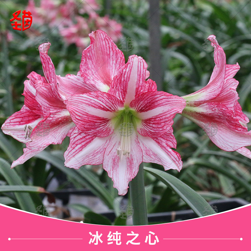 圣茵朱顶红冰纯之心基地球自育品种花卉
