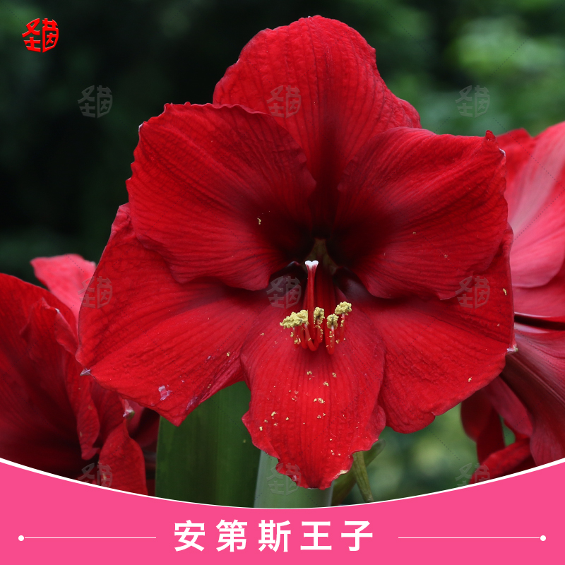 圣茵朱顶红安第斯王子/安第斯黑天鹅单瓣种球四季种植多年生种球