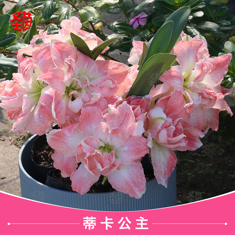 圣茵朱顶红直播间优惠活动品种