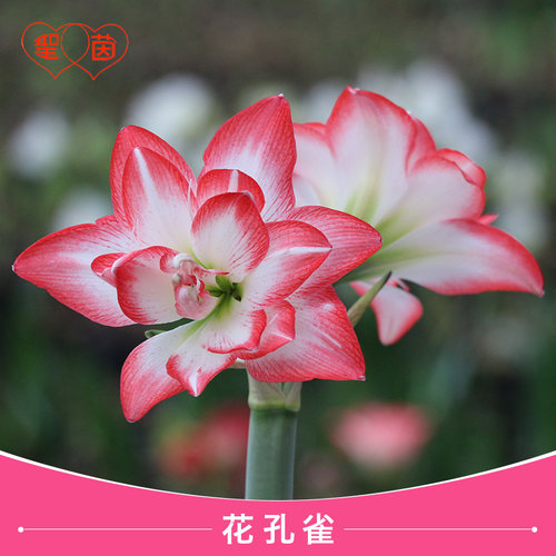 圣茵朱顶红种球 花孔雀  根花卉种植盆栽好养活 - 封面