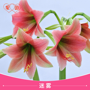 圣茵朱顶兰荷兰进口种球朱顶红 迷雾 小花品种适合阳台室内易活