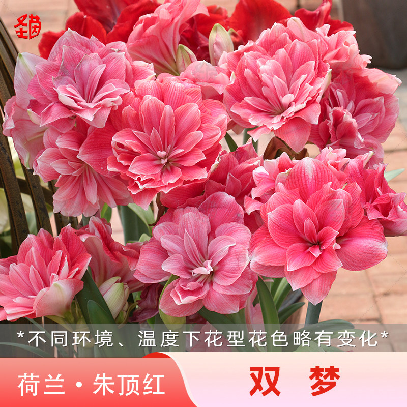 圣茵进口重瓣朱顶红 双梦 易活懒人植物球根开花球