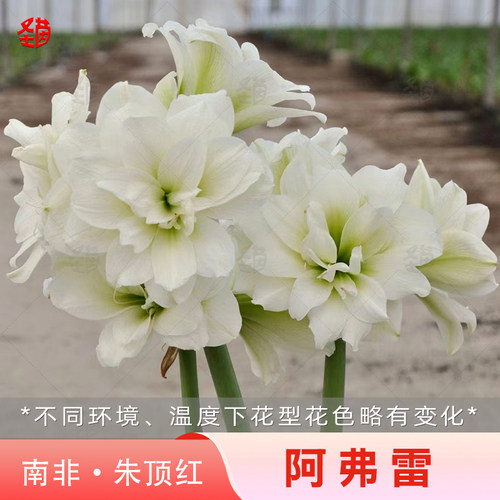 圣茵朱顶红 阿弗雷 秘鲁进口开花球重瓣白花四季新手种植网红花卉