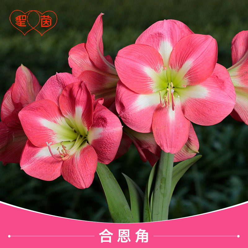 7月新货圣茵进口朱顶红合恩角/好望角四季养护简单耐热阳台懒人