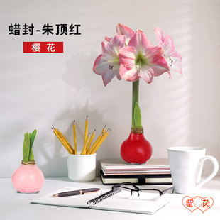 圣茵蜡封朱顶红 樱花蜡球 无土无水开花好打理创意礼品
