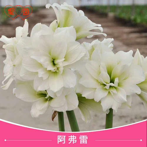 圣茵朱顶红 阿弗雷 秘鲁进口开花球重瓣白花四季新手种植网红花卉
