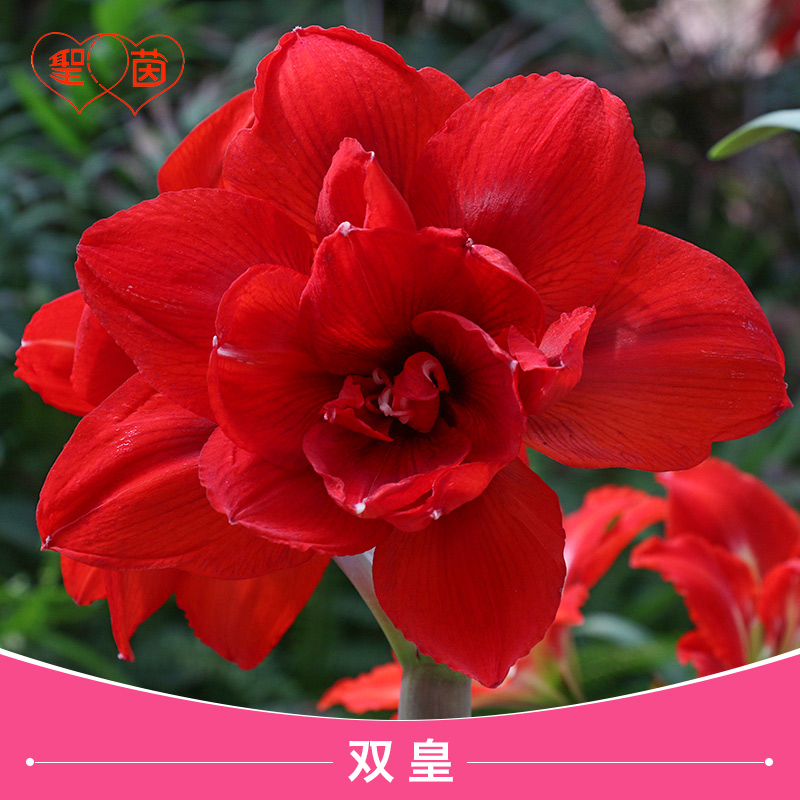 圣茵进口重瓣朱顶红双皇四季