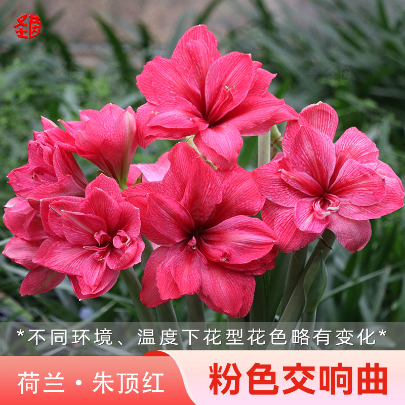 圣茵朱顶红粉色交响曲进口种球四季种植花卉球根阳台园艺