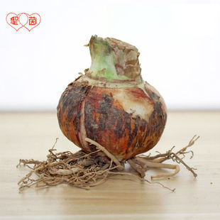 朱顶红种球盲盒球混色球随机品种（不保证开花期）