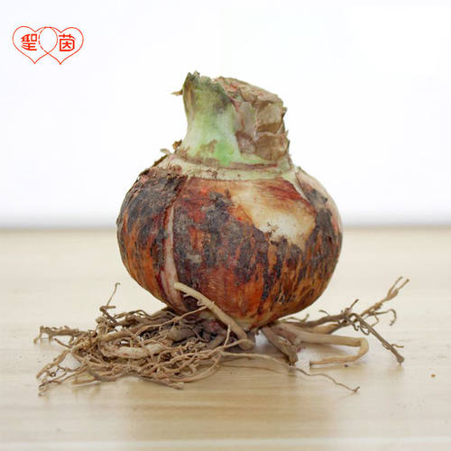 圣茵朱顶红30-50天开花混球