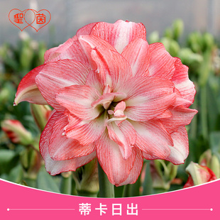 圣茵朱顶红秘鲁蒂卡蒂卡日出多年生阳台种球阳台盆栽庭院重瓣球根