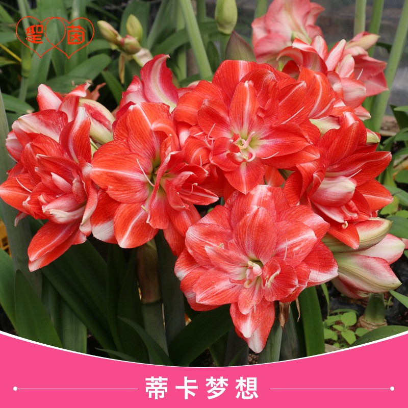 圣茵朱顶红种球蒂卡梦想开花球进口重瓣花卉盆栽植物庭院阳台种植