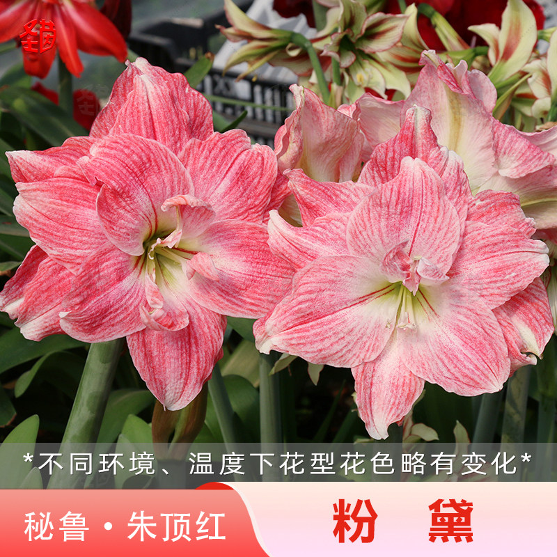 圣茵朱顶红秘鲁蒂卡系列粉黛阳台种球四季种球裸根盆栽花卉多年生