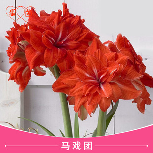圣茵朱顶兰进口种球荷兰洋朱双 马戏团 红花重瓣品种球根绿植