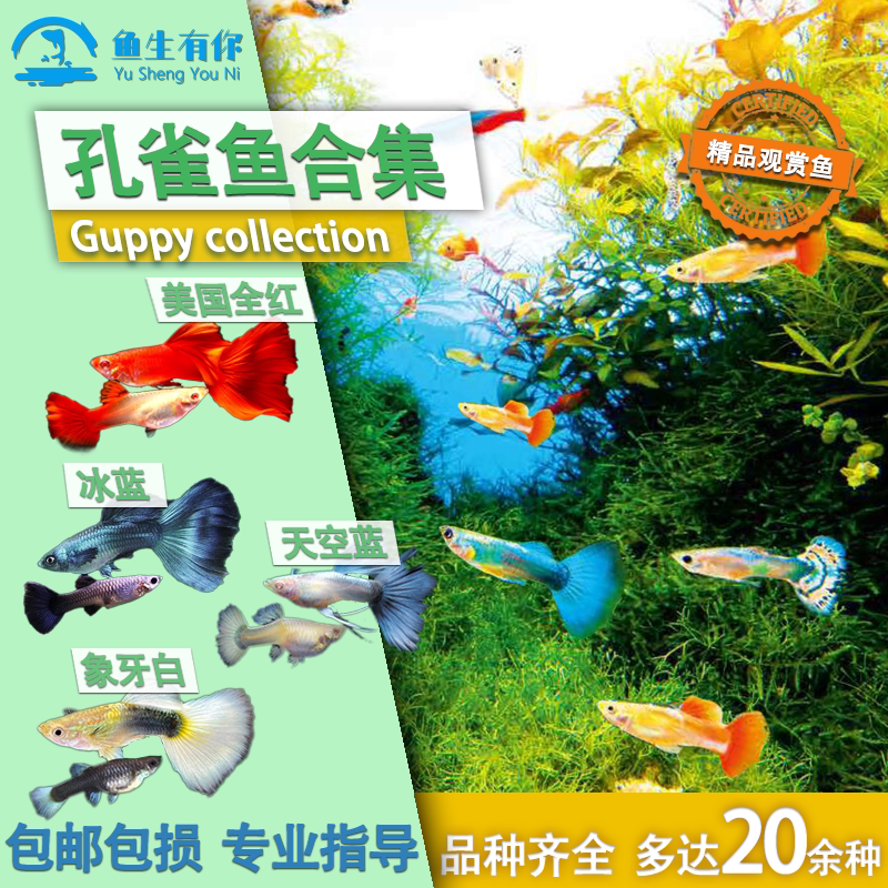 孔雀鱼淡水容易繁殖新手好养