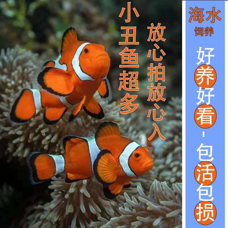 海水鱼观赏鱼小丑鱼尼莫海水活鱼人工公子小丑白金毕加索黑背心