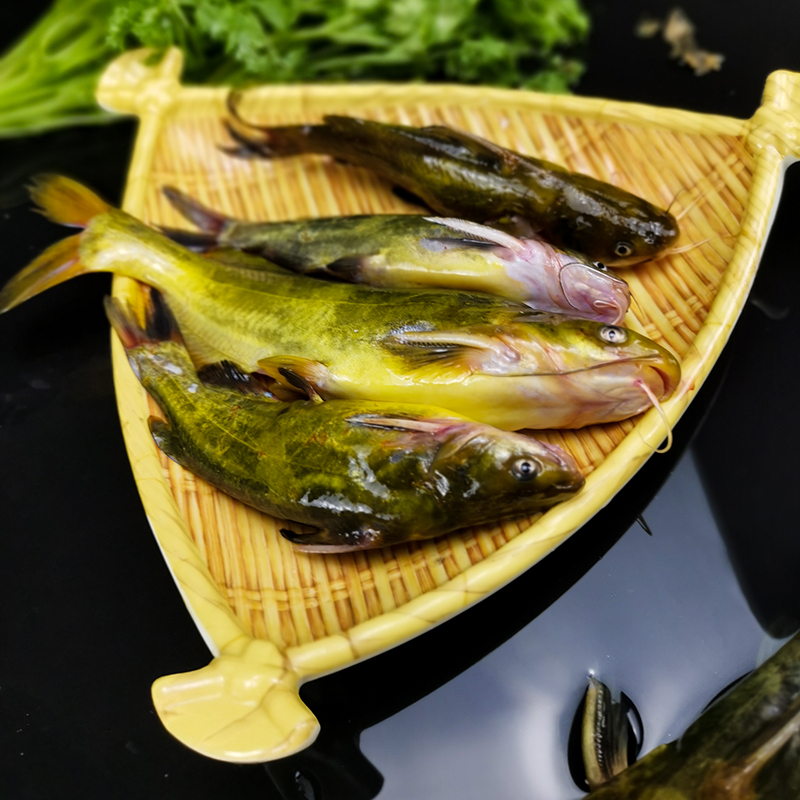 黄颡鱼昂刺鱼2件包邮黄辣丁