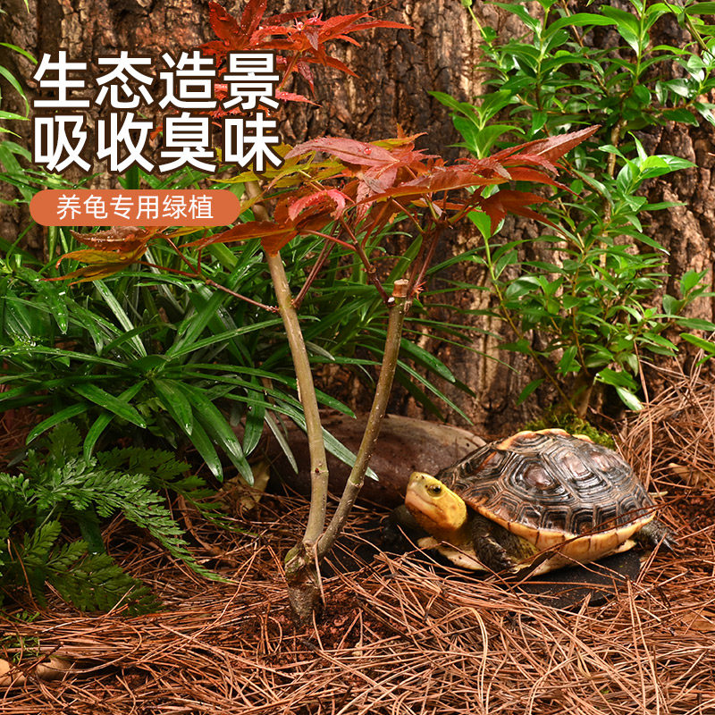 黄缘龟造景植物乌龟缸专用绿植图片