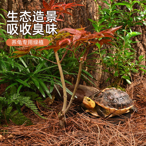 黄缘龟造景植物乌龟缸专用绿植